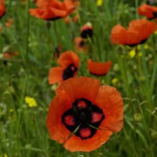 Papaver ocellatum